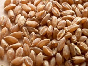 Hard 20red 20wheat 20grain 20crop 20039