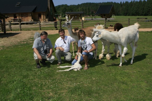 Rozes Lama 600 X 400