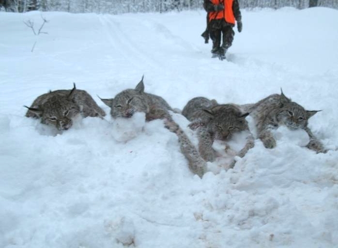 Nomed Ti Lisupes Kolekt V