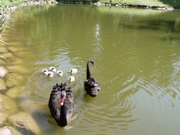 Melnie Gulbji 2011 7