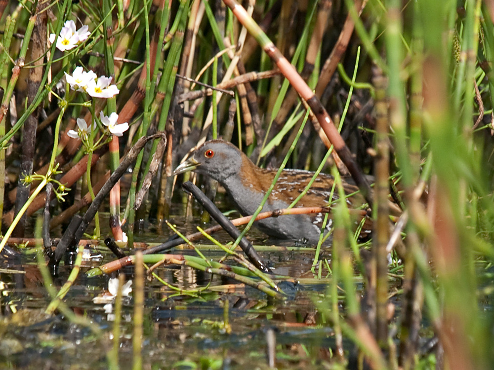 Jauna Putnu Suga Latvijā