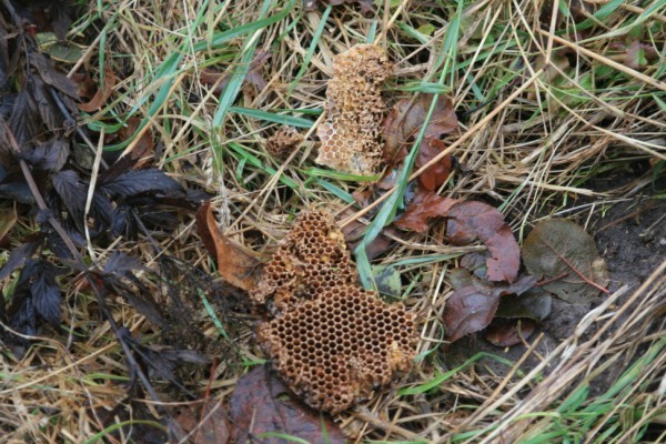 Laca Nedarbi2012 Nov Indrevica