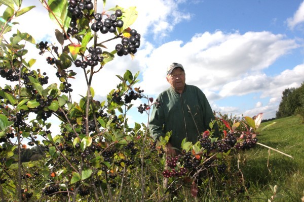 Aronijas 2014 Drabesos