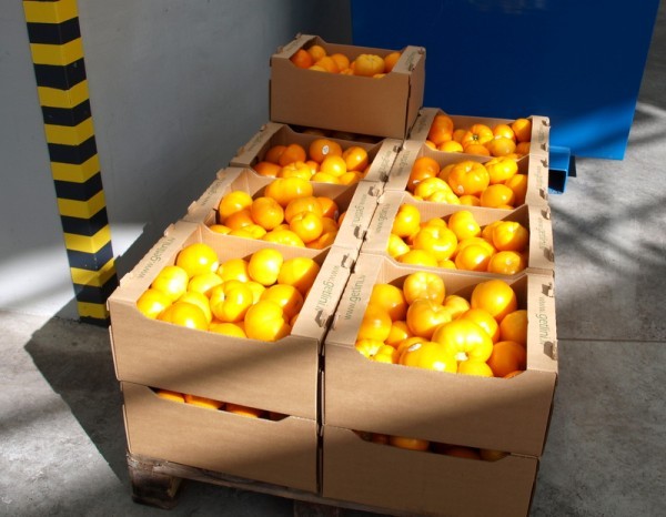 Tie Ir Vini Getlinu Tomatini 3