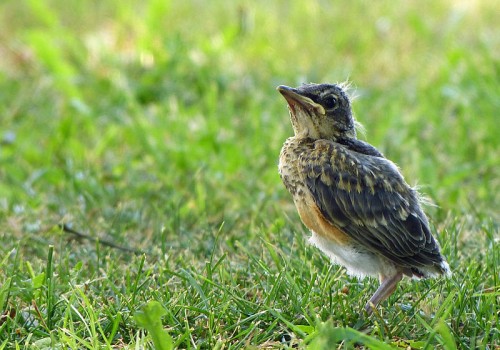 Baby Bird 1