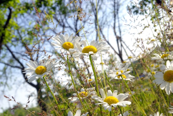 Janu Foto A Riekstins