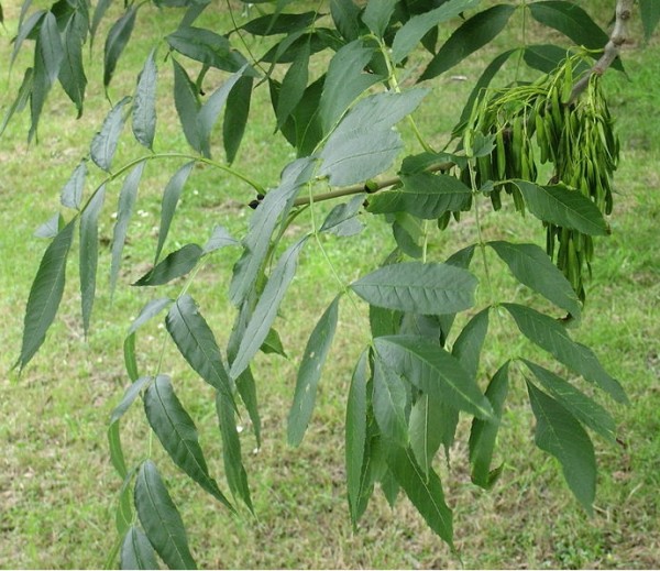 800px Fraxinus Excelsior 600 X 519 1