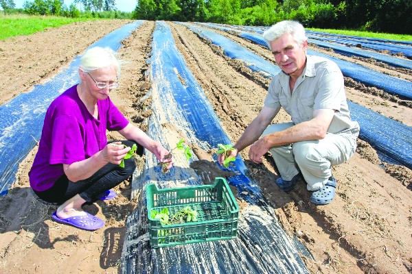 Zemenes Veselava 2 Kras 1