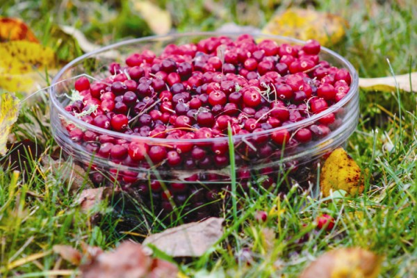 Fotomartamartinsone Dzervenes 6 1