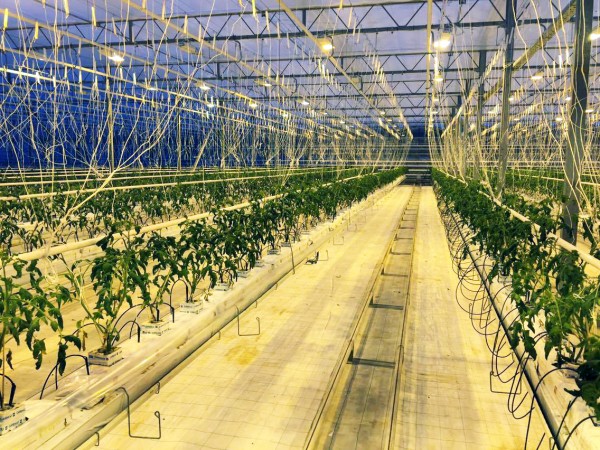 Vidzeme Sak Stadit Tomatus 1