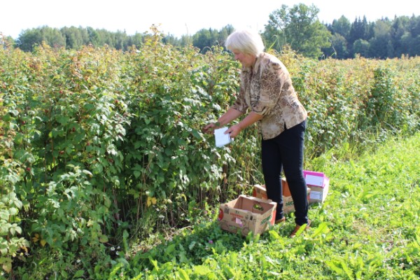 Ligatnesavenes 2 600 X 400 1