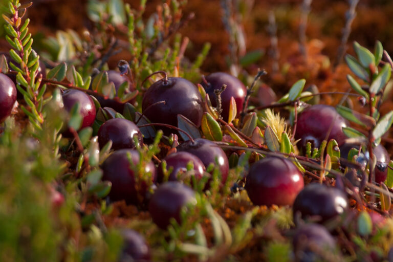 160909 Ogosana Dzervenes 1