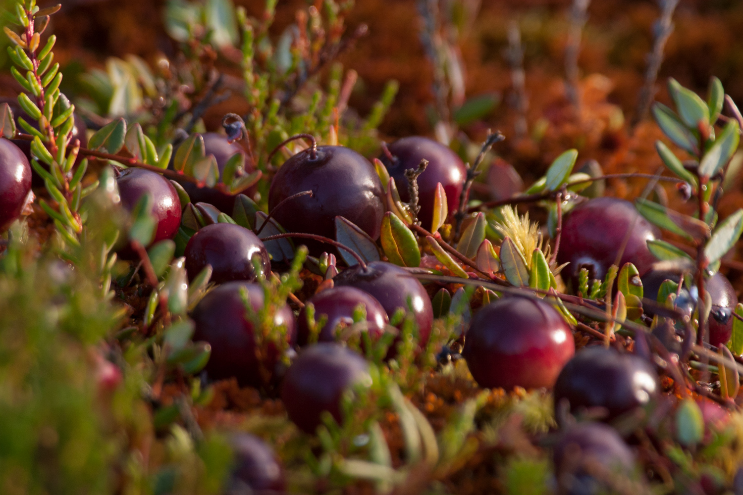 160909 Ogosana Dzervenes 1