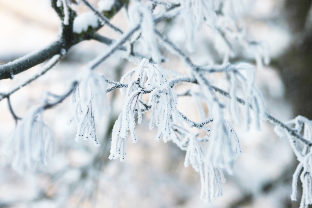 Img 7239 1024x6831 1