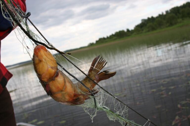 Burtnieka Ezera Glabj Plesigas Zivis Makskerniekiem Jauni Noteikumi 1
