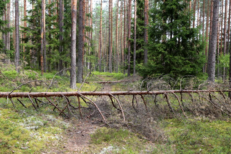 Gaujas Nacionālais Parks