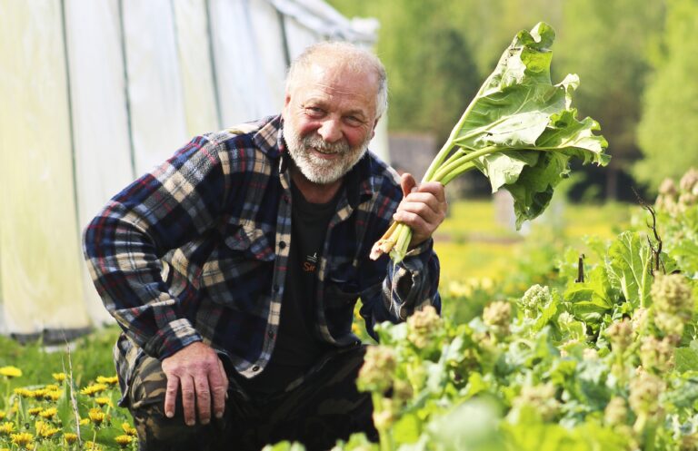 Rabarberonkulis Fotomarta 4 1