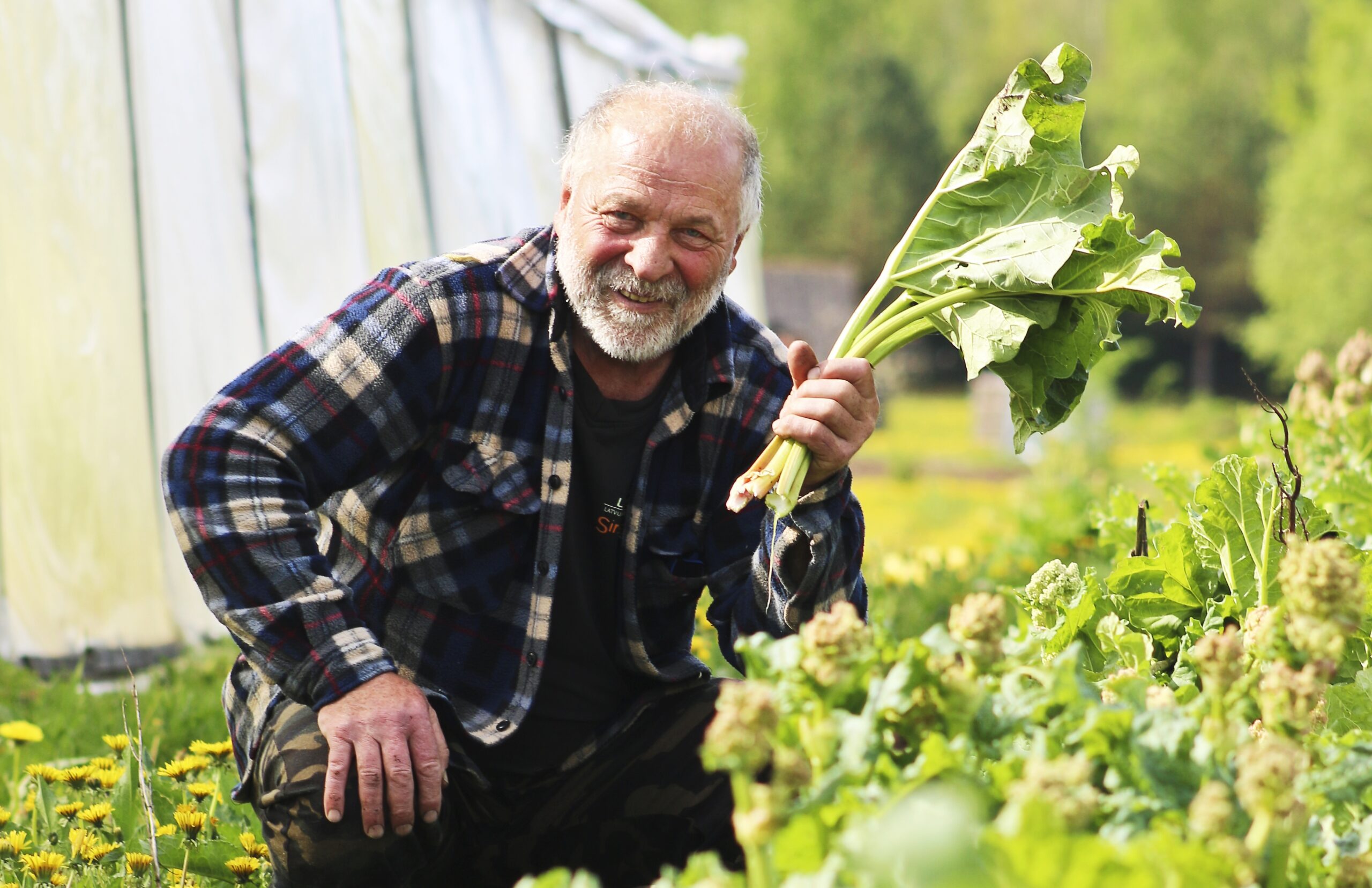 Rabarberonkulis Fotomarta 4 1