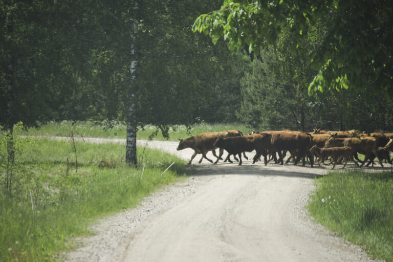 Govisvesalava Indarsfoto 1