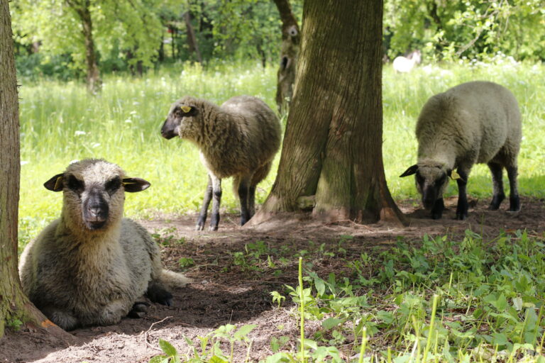 Ruckas Muiza Fotomarta 13 1