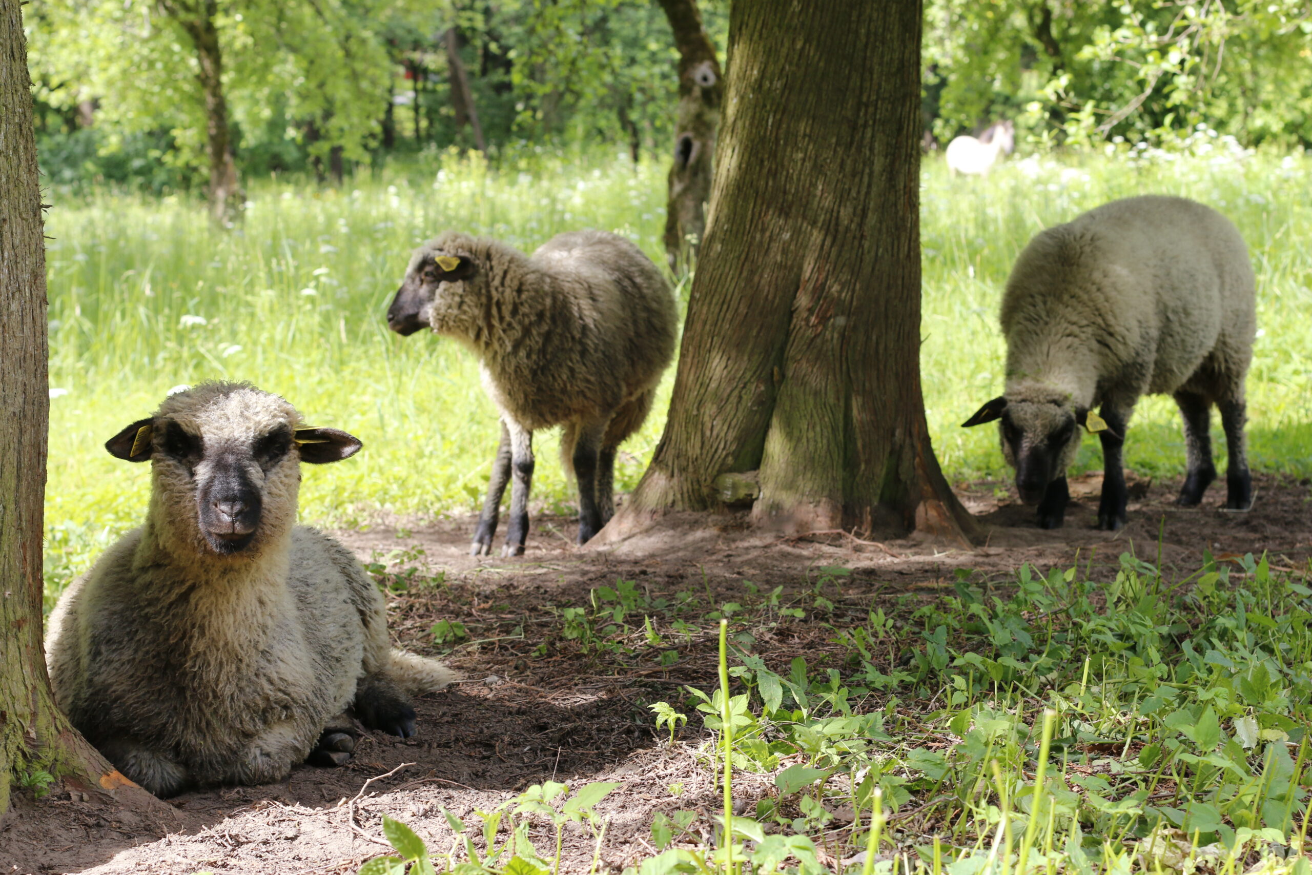 Ruckas Muiza Fotomarta 13 1