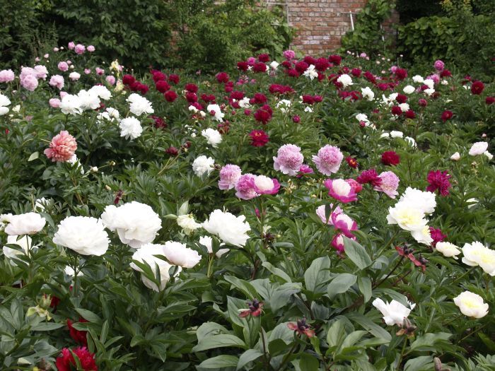 Aicina Davinat Peonijas Stadus