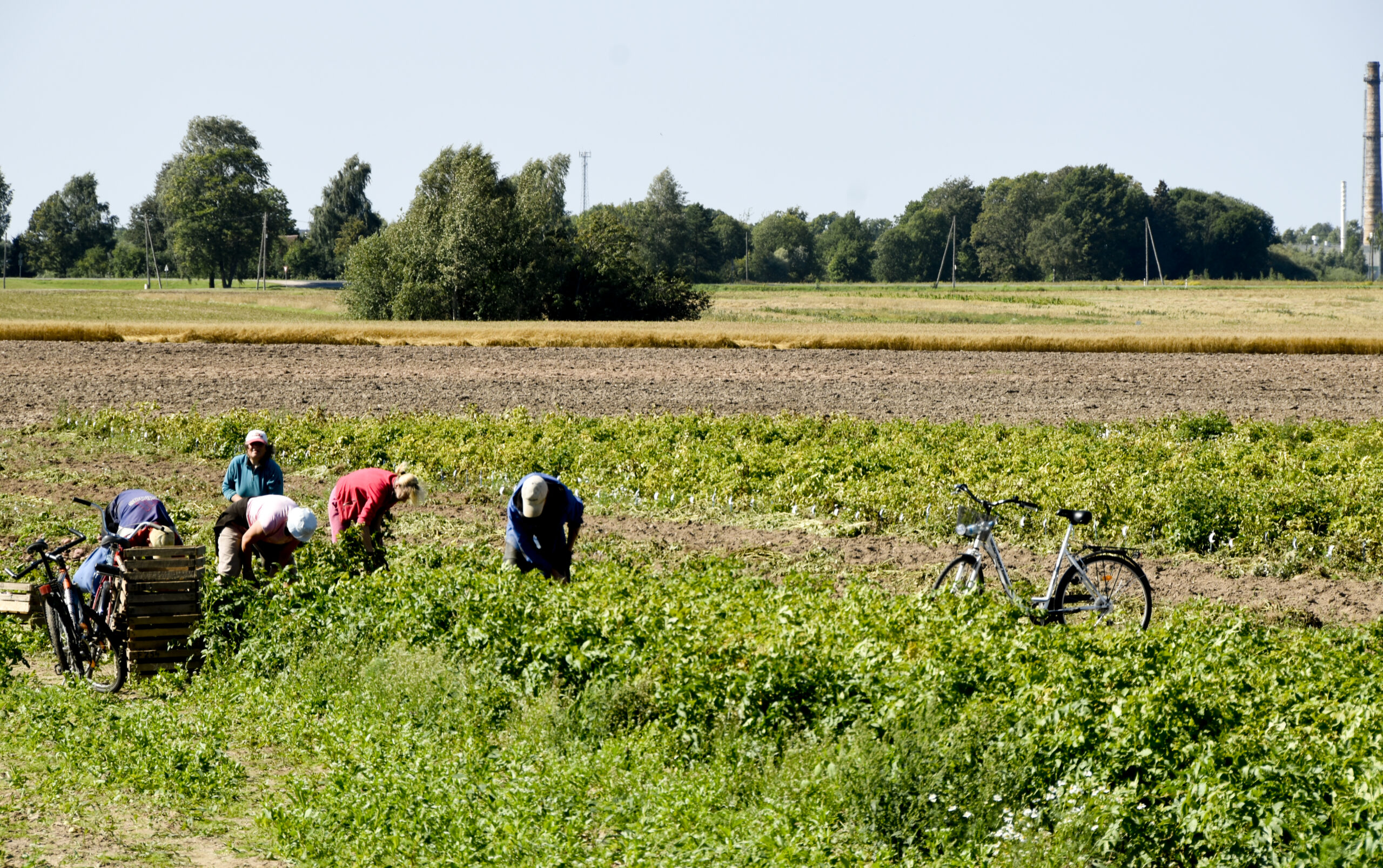 Kartupelulauks Indarsfoto 1