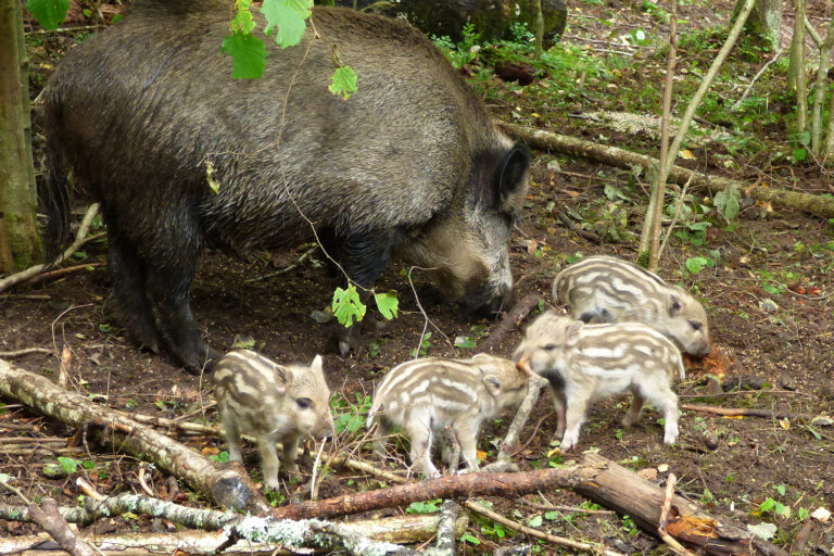 Ldt Mezacuku Mazuli 02 1