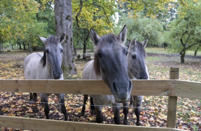 Ruckas Parkaa Fotomarta 1 1