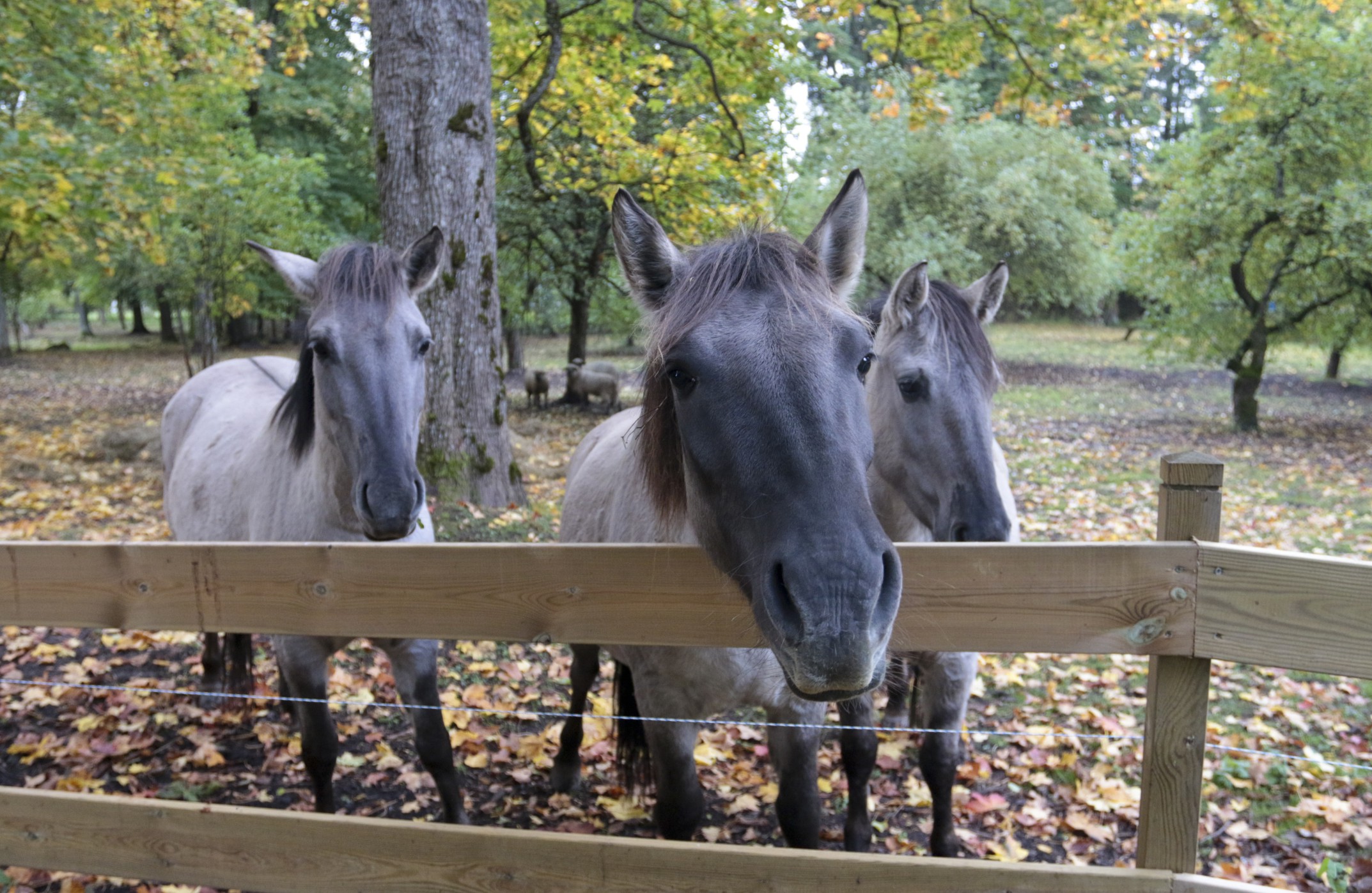 Ruckas Parkaa Fotomarta 1 1
