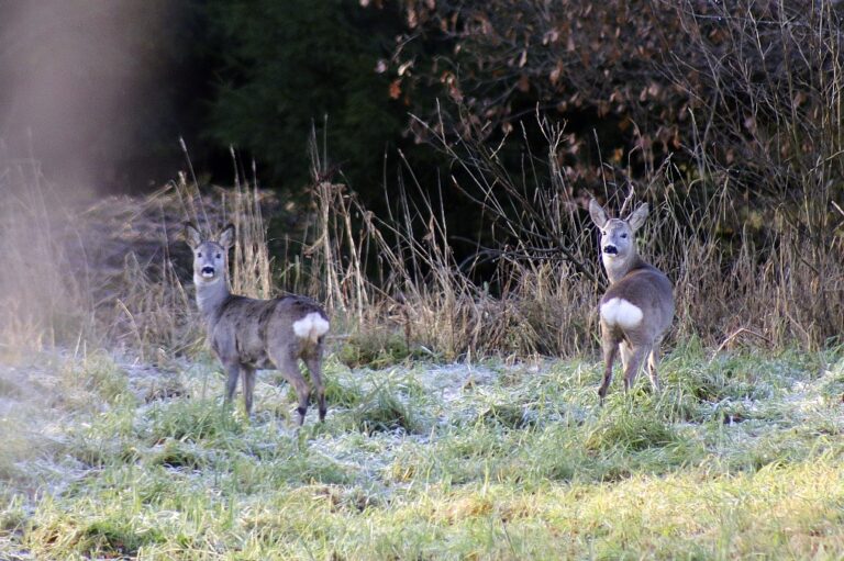 Garaam Plavai Fotomarta 1