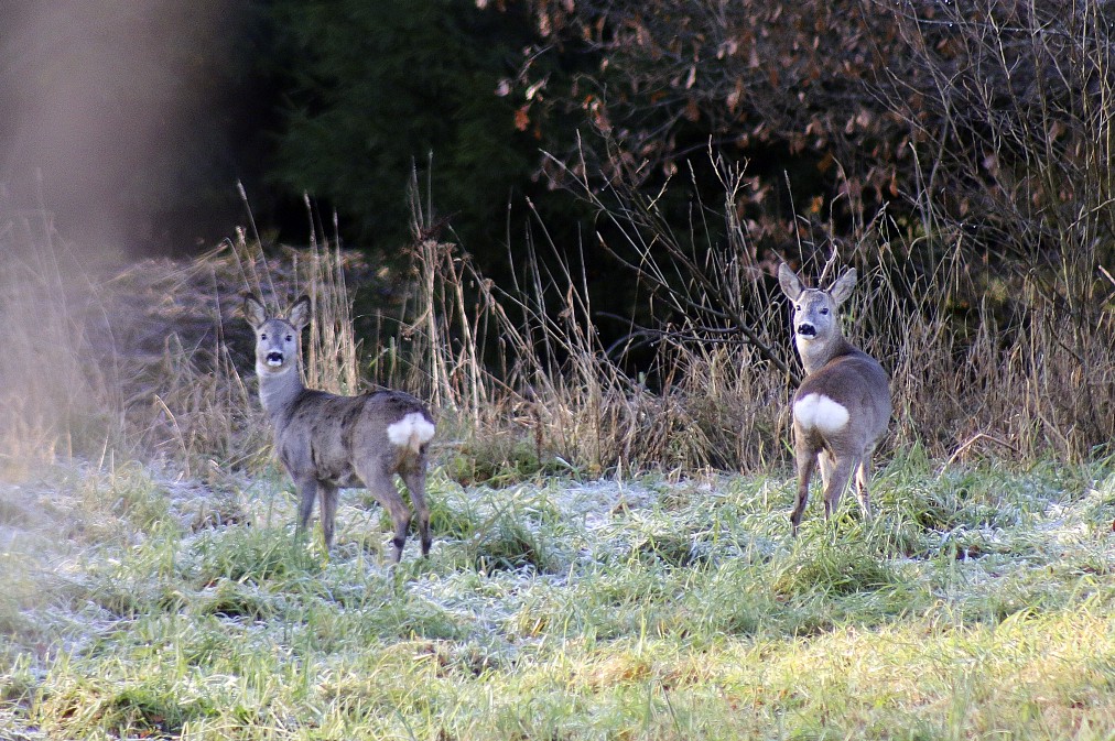 Garaam Plavai Fotomarta 1