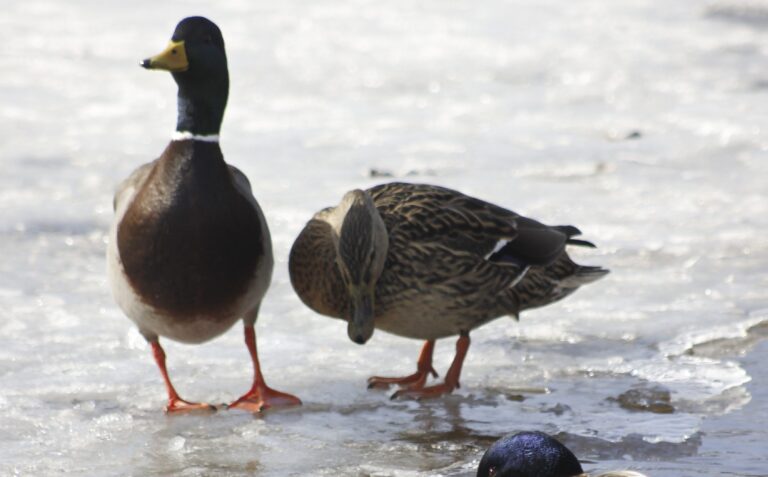 Piiles Fotomarta 3 E1513323353325 1