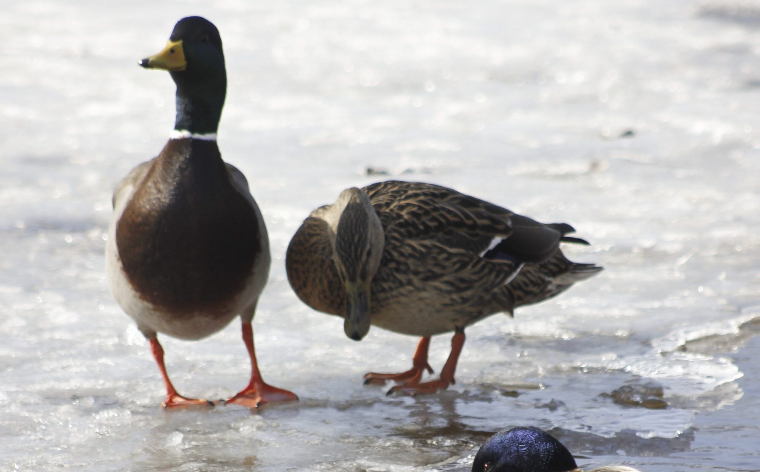 Piiles Fotomarta 3 E1513323353325 1