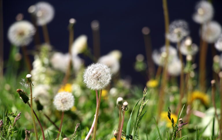 Vērmanes Dārzs Pavasarī