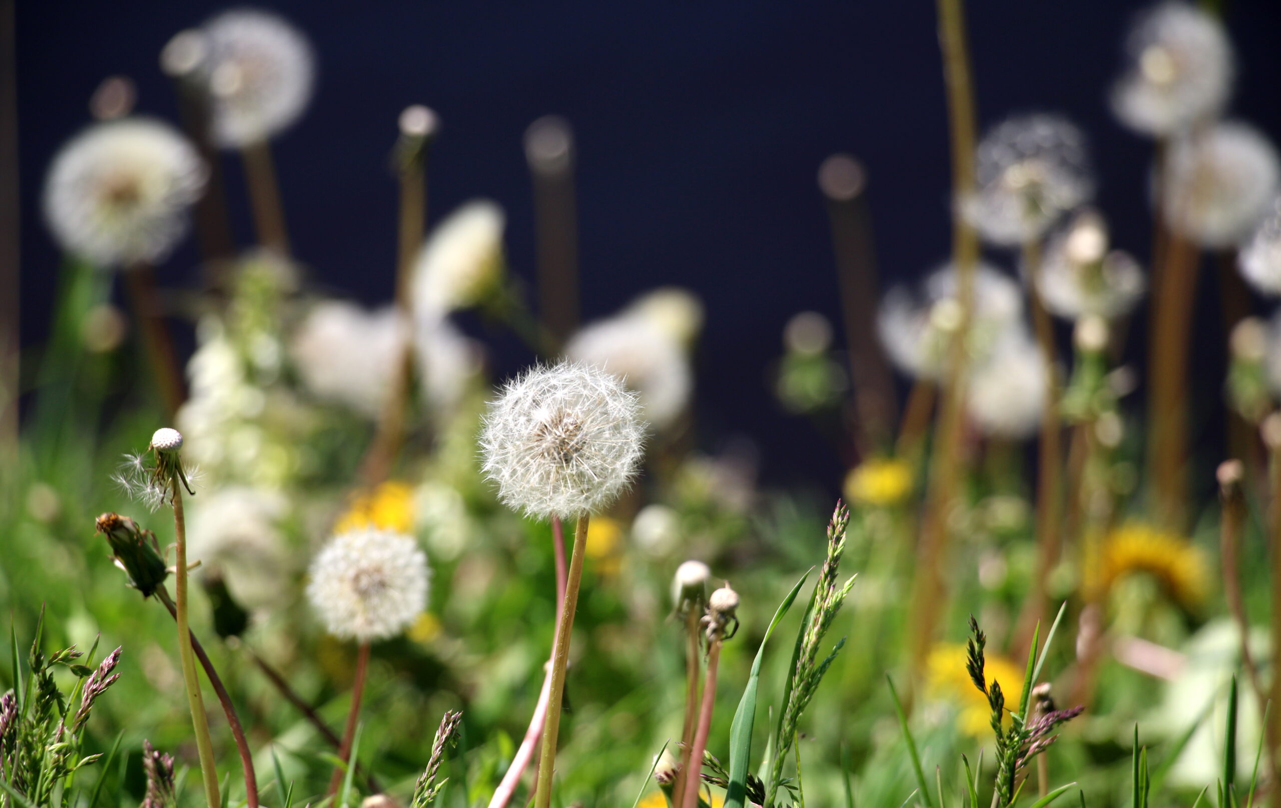 Vērmanes Dārzs Pavasarī