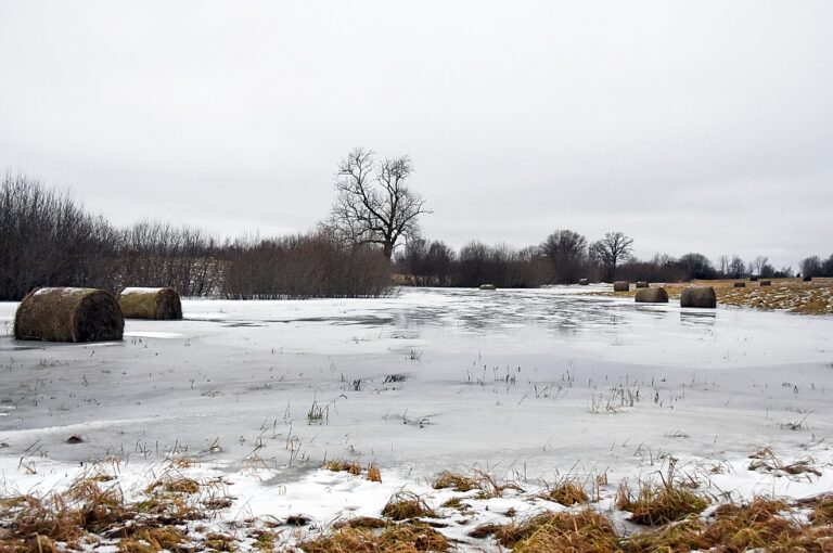 Sienarullu Lauks Indarsfoto 2