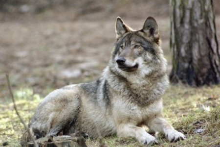 Pelekais Vilks. Foto A. Eglitis.liela 1