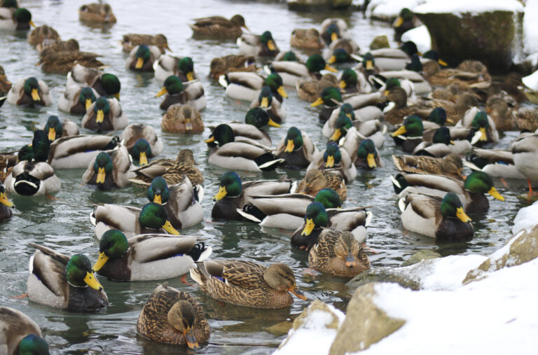 Piiles Ziemaa Fotomarta 1