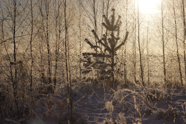 Ziema Fotomarta28229 1