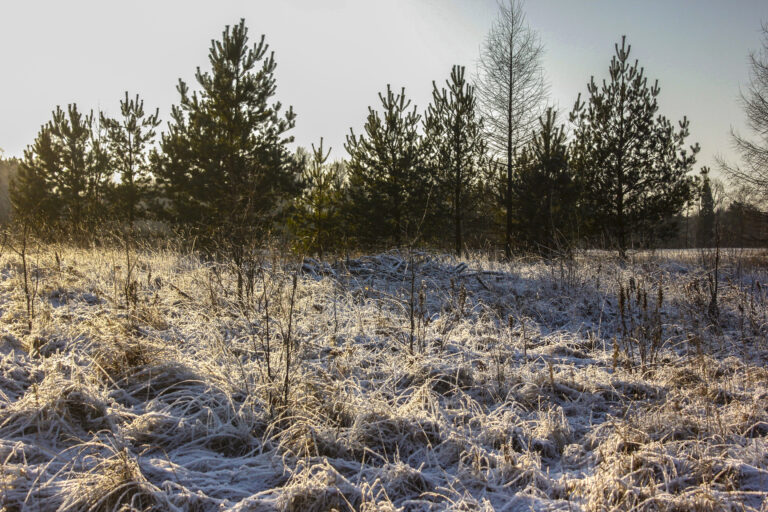 Ziema Fotomarta28629 1