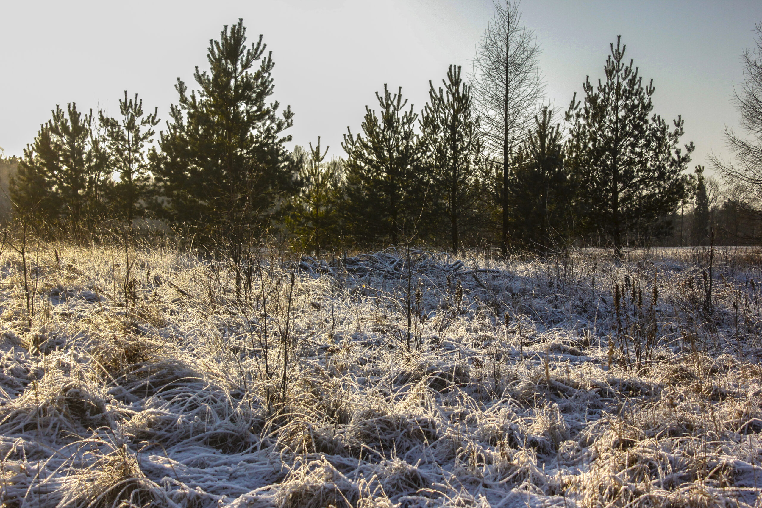 Ziema Fotomarta28629 1