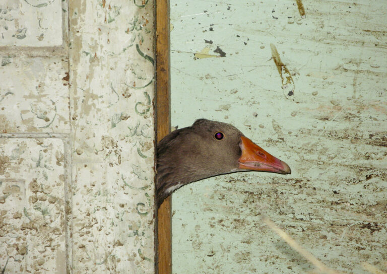 Garaamejot Sarmiites Foto 2 1