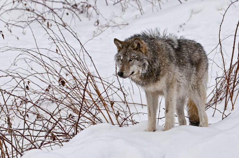 Vilks Foto Fineartamerica.com 1