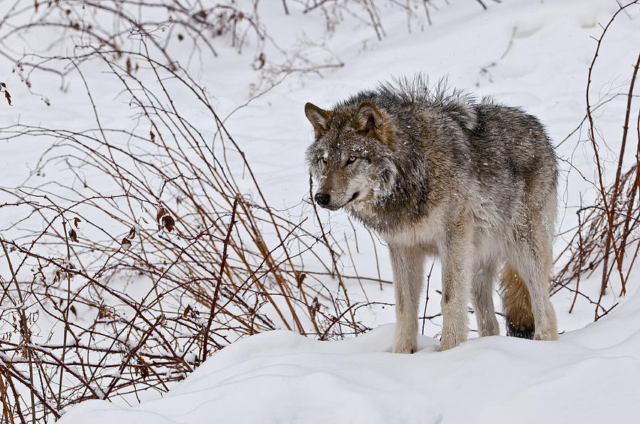 Vilks Foto Fineartamerica.com 1