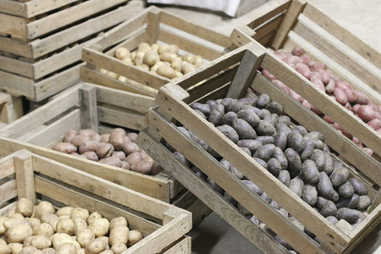 Kartupeli Fotomarta 2 1