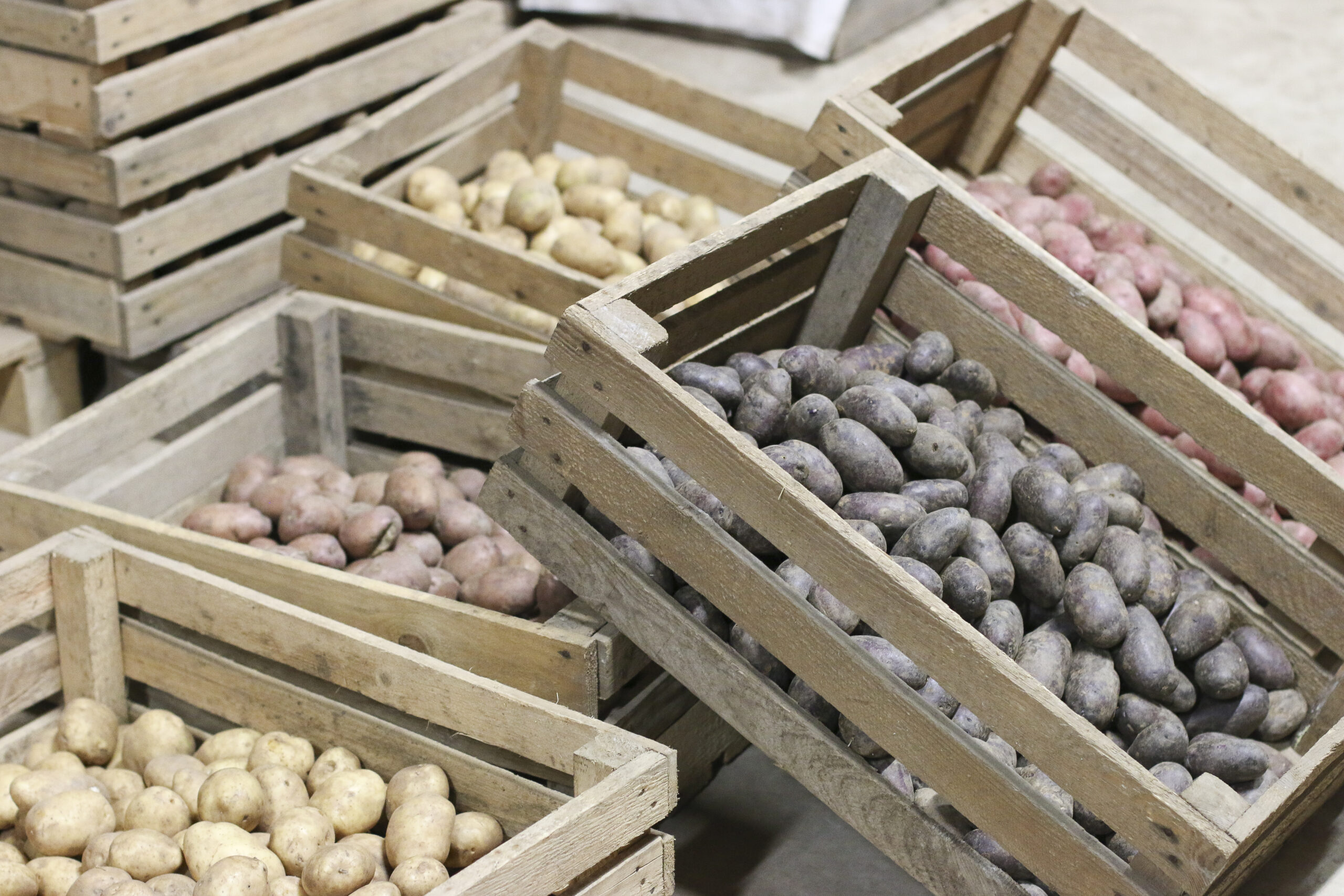 Kartupeli Fotomarta 2 1