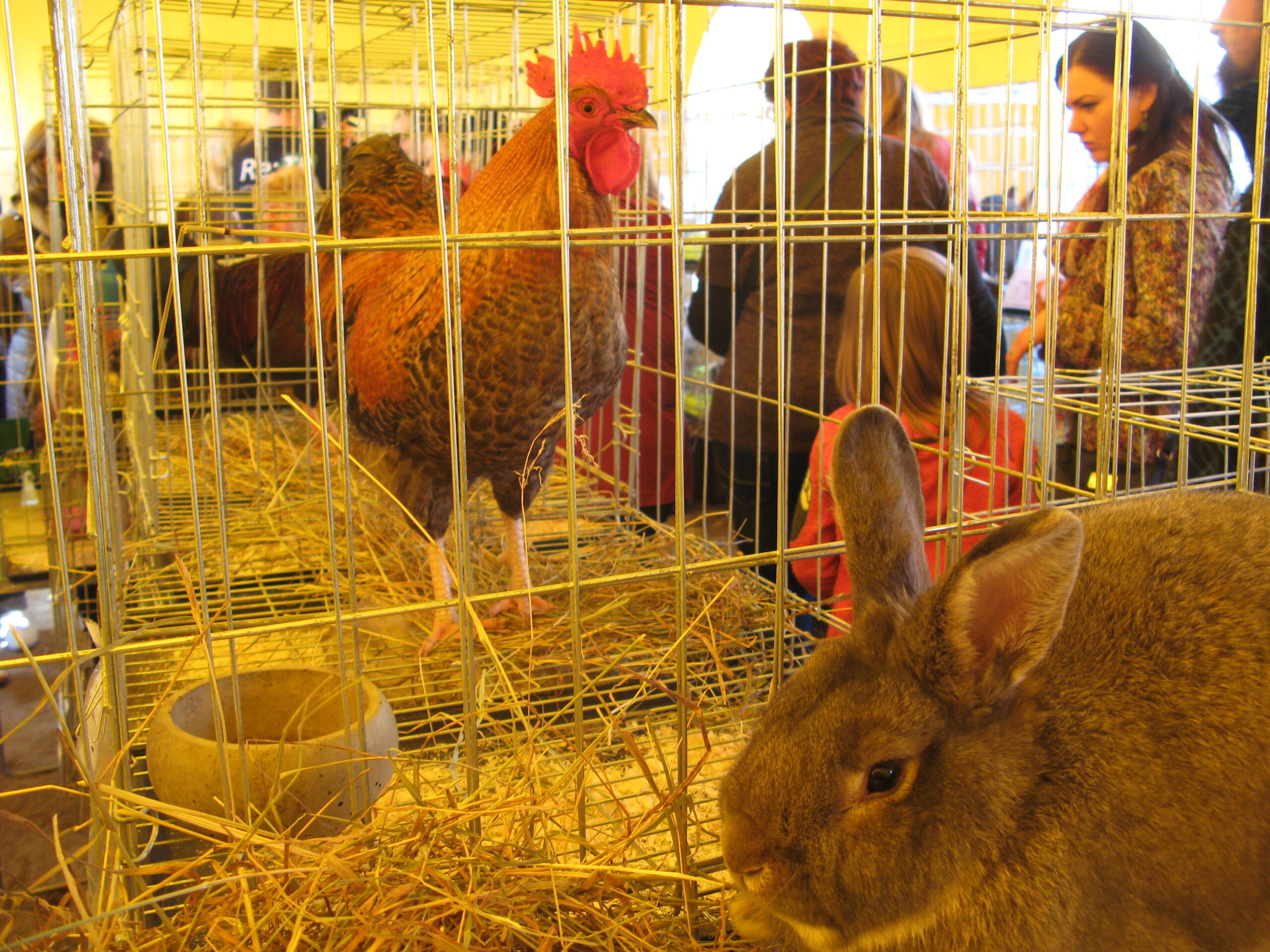 Trusu Tirgus Straupe 1