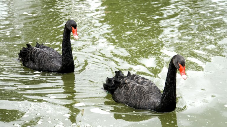 Melniegulbji Indarsfoto 1