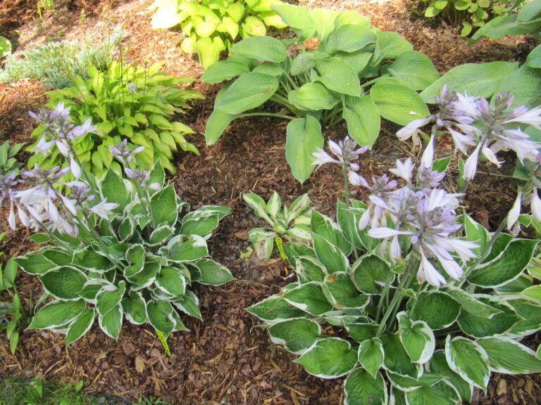 Hostas 1 1